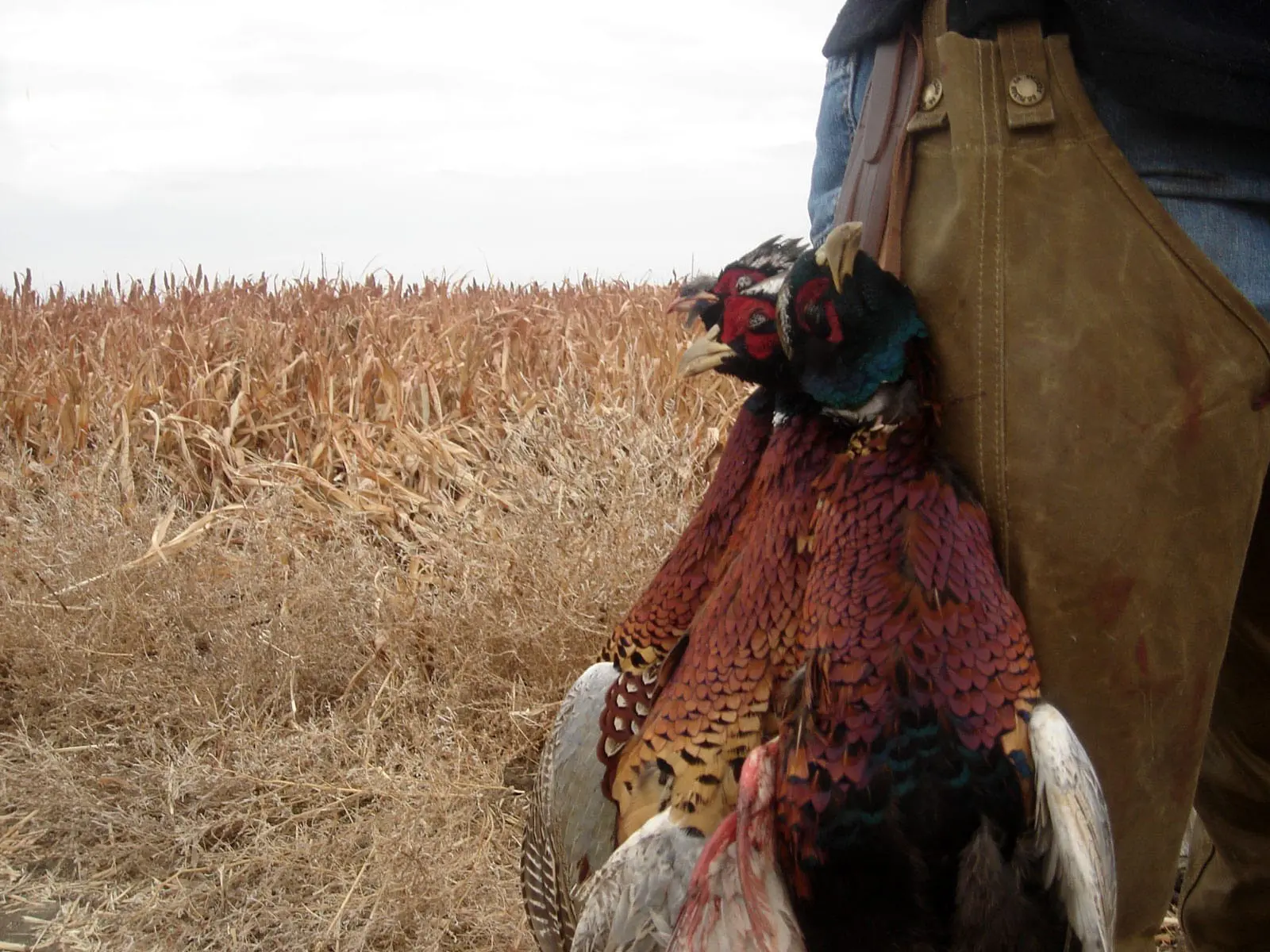 Pheasant Hunting