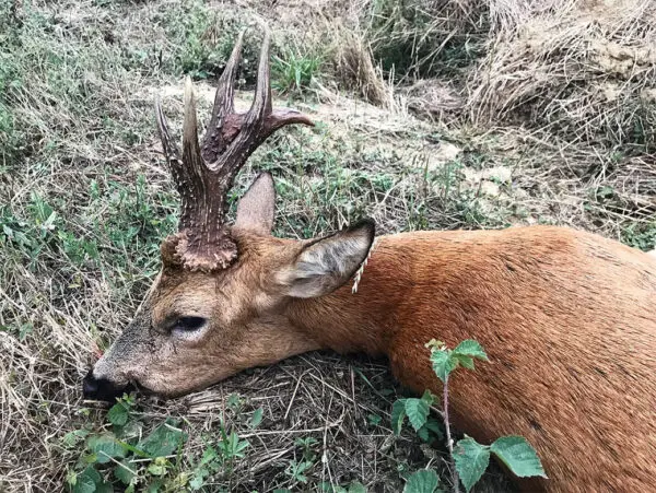 Roe buck hunting in Germany