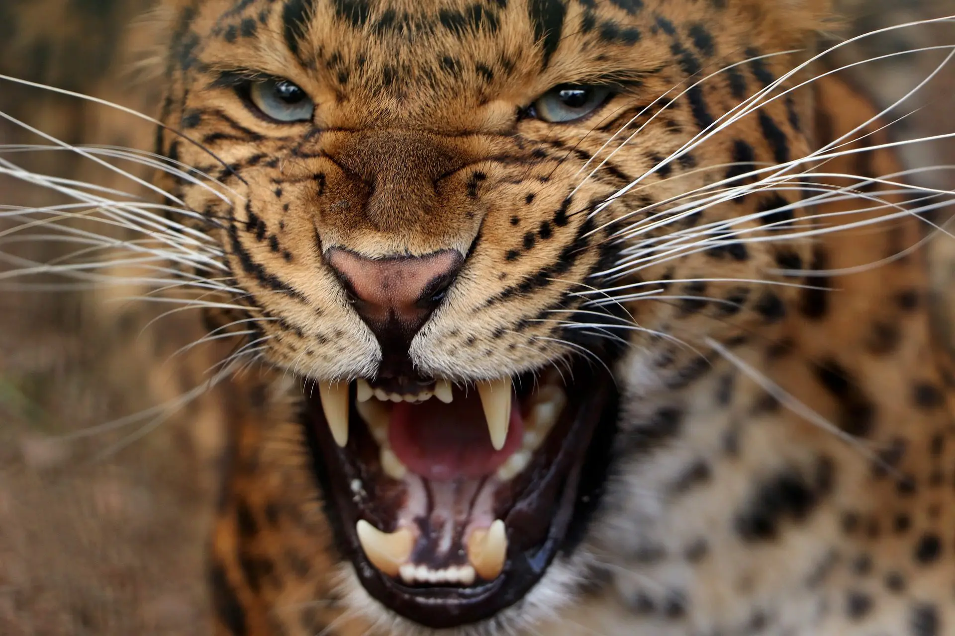 will a leopard attack a human? YES!