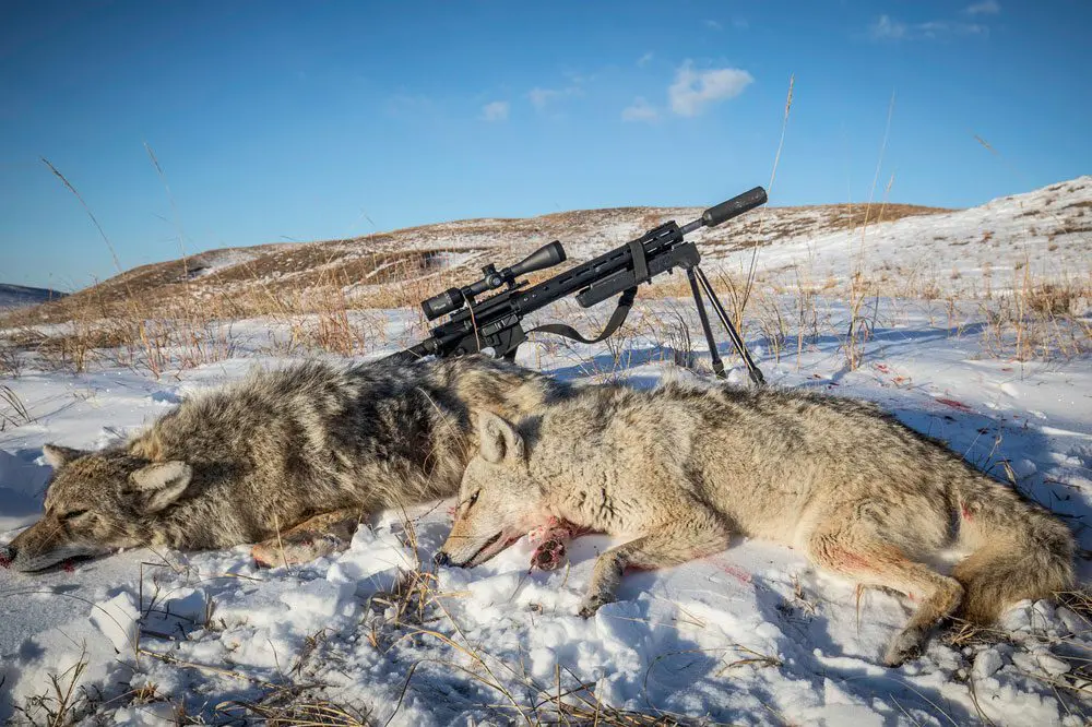 predator decoys