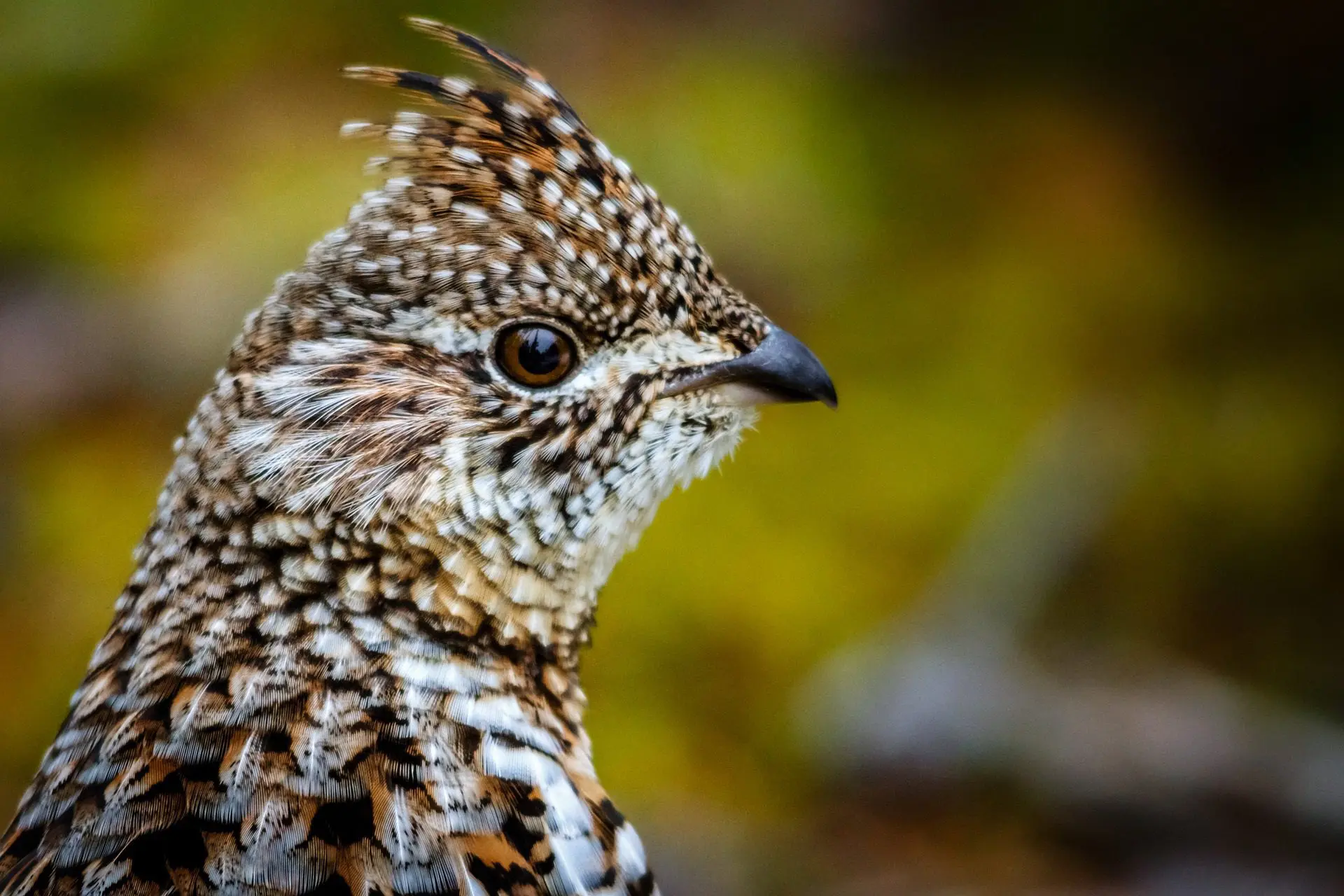 Ruffed Grouse Hunting