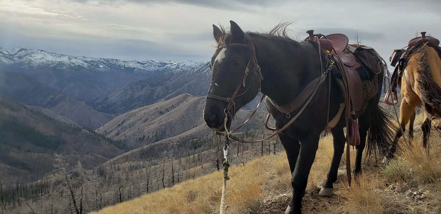 Hunt from horseback