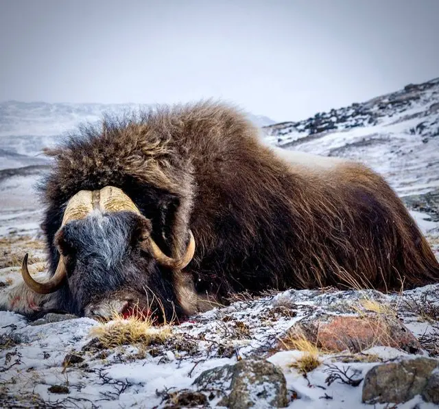 Austin's Greenland muskox