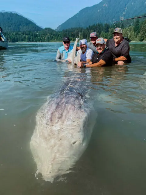 largest-white-sturgeon frasier river british columbia » Outdoors International The largest white sturgeon ever recorded was caught on the Frasier River.