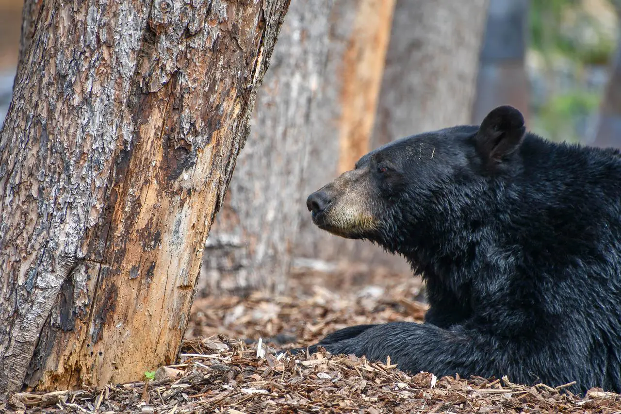 Black bear hunting trips