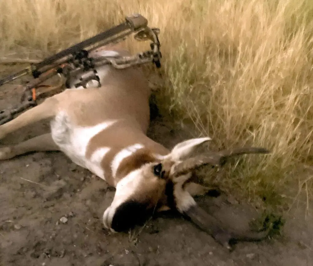 Good people and well organized pronghorn antelope hunt.
