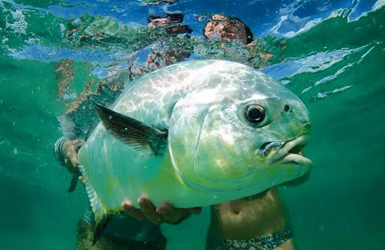 Belize Permit Fishing