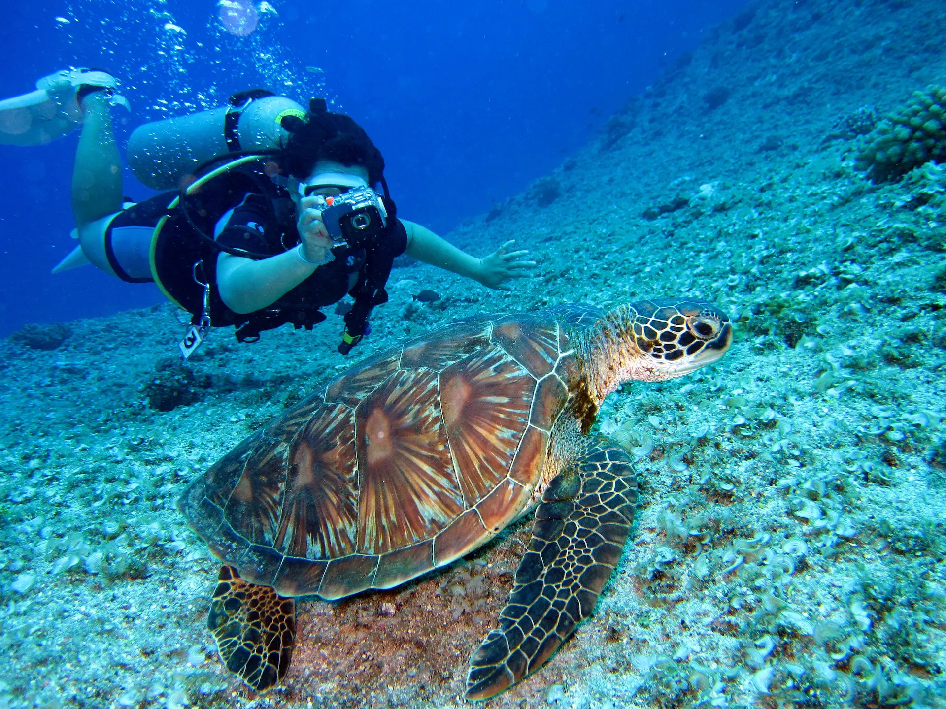 pexels-richard-segal-1645028 scuba diving turtle belize central america ยป Outdoors International Scuba diving