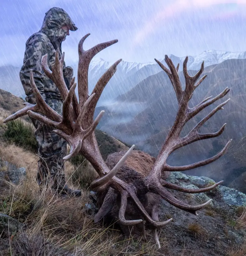The pinnacle of New Zealand Big Game is the regal red deer.