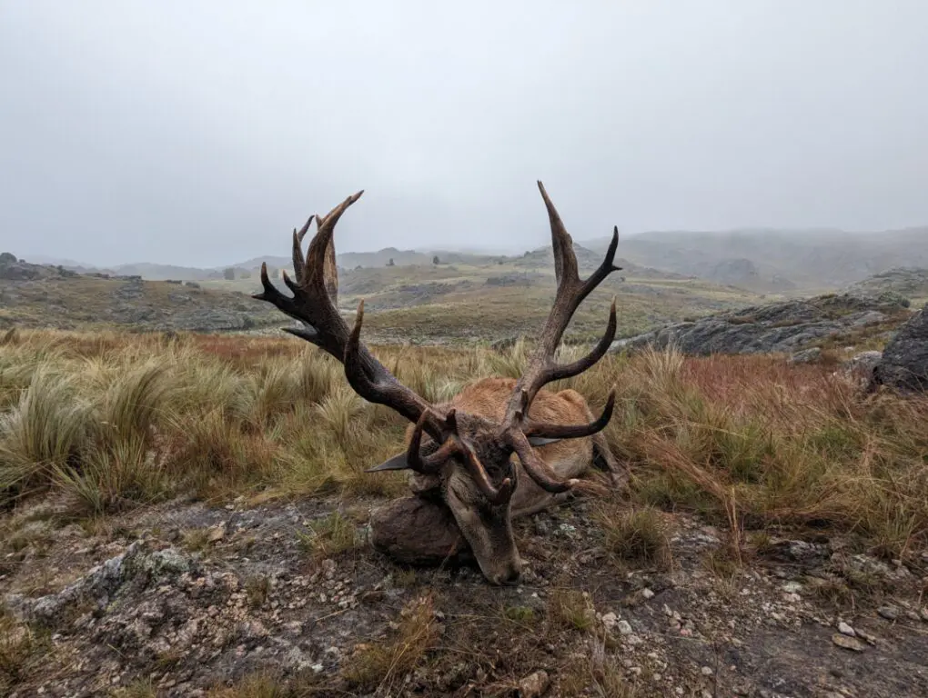A great Argentina stag