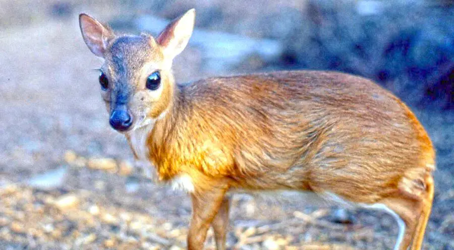 royal antelope » Outdoors International royal antelope