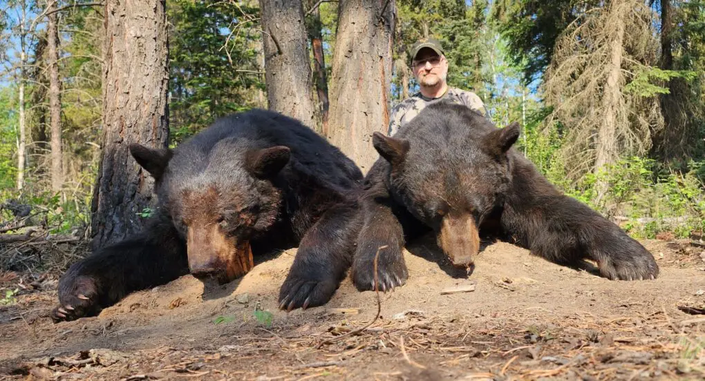 Bill Johnson with an Alberta black bear double!