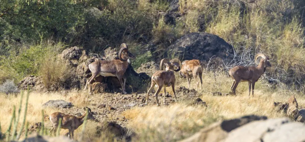 Herd of Blandford Urial in Pakistan » Outdoors International