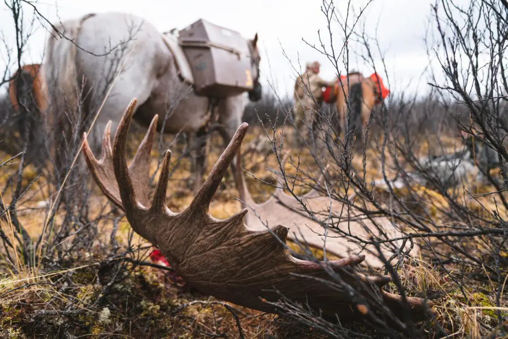 bbcb6-horses-moose-yukon » Outdoors International Guided moose hunting trips