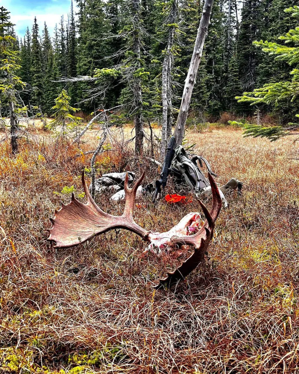 Wyoming Shiras Moose Hunt LOH 2 » Outdoors International A nice Shiras moose bull