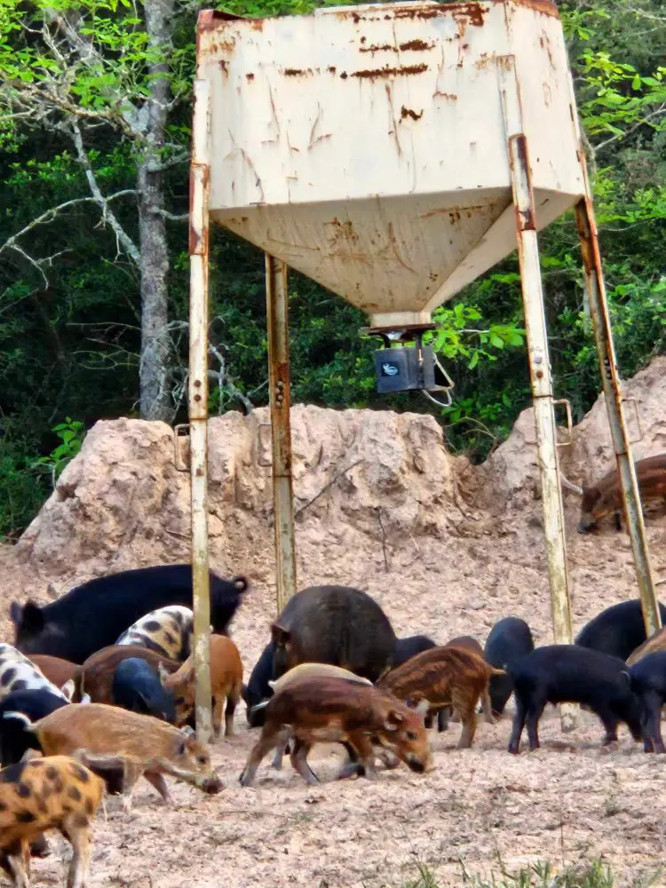 Texas Hog Hunting