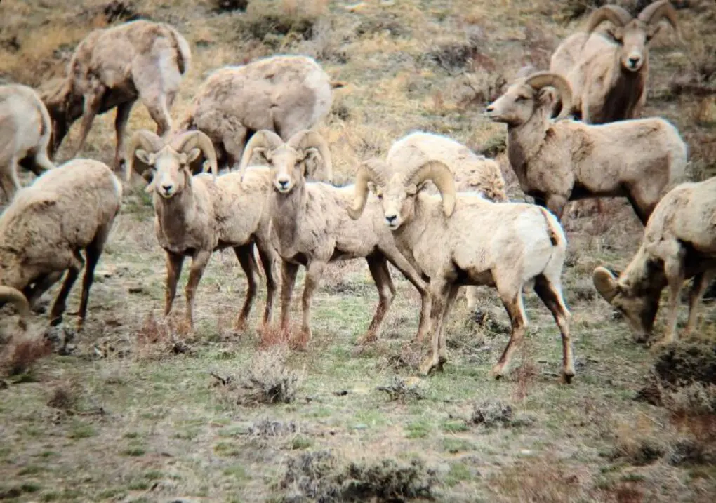 AEH1 Wyoming Sheep Hunts 634876b58bc53323488c764d_Sheep3 » Outdoors International Glassing a group of rams in Wyoming