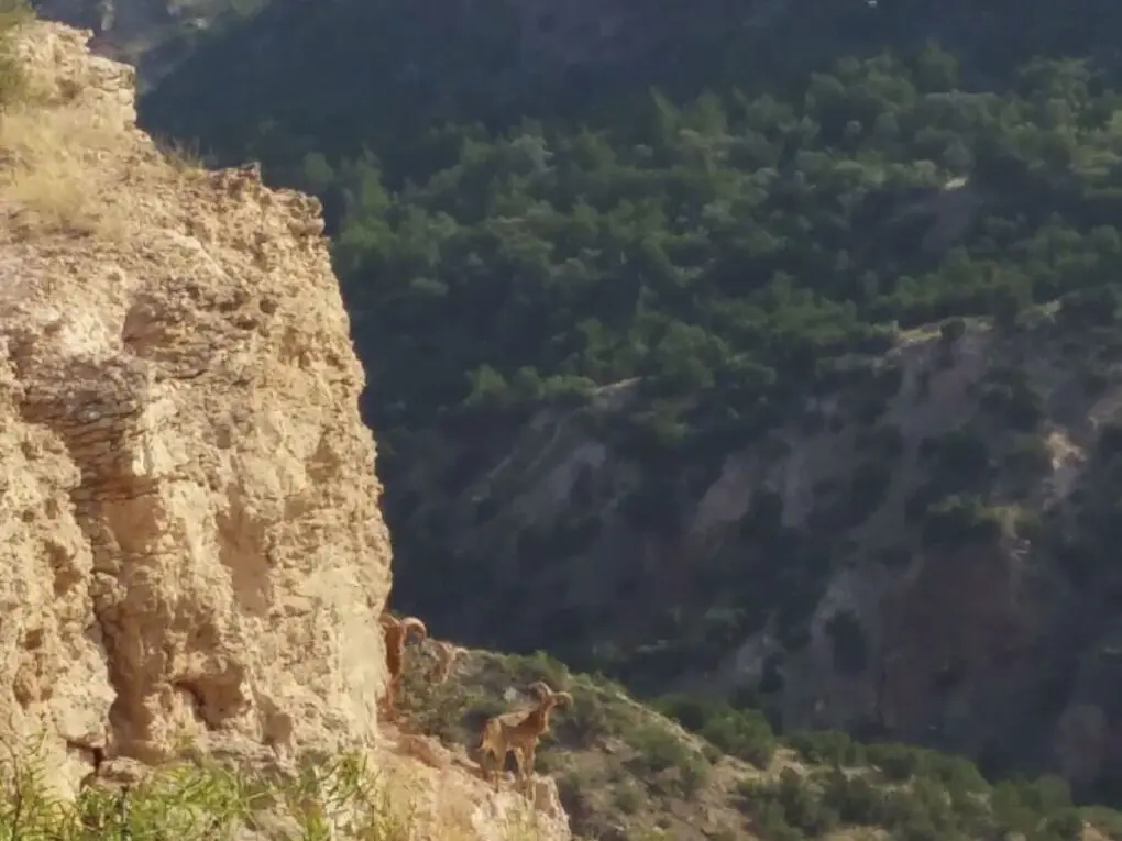 Herd of aoudad in Palo Duro Canyon.