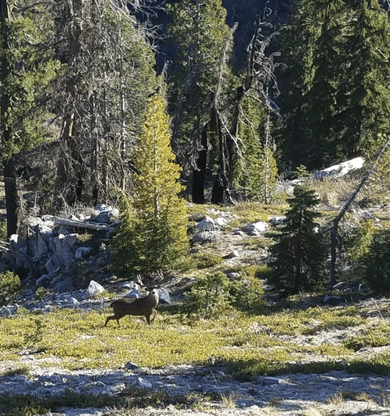 California Blacktail Deer Hunt FOO1 Live Buck » Outdoors International A great California blacktail deer