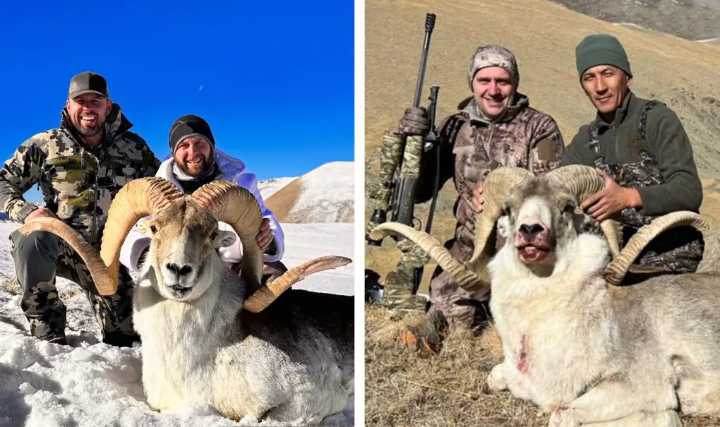 Marco Polo Argali in Tajikistan vs. Kyrgyzstan