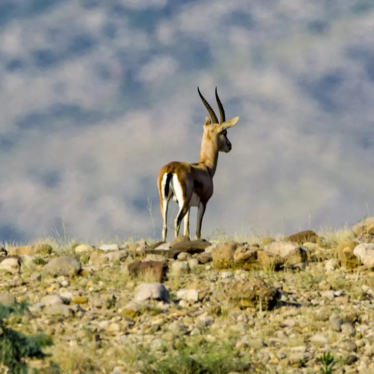 Pakistan Chinkara Gazelle Live ARQ8 2 copy » Outdoors International Chinkara