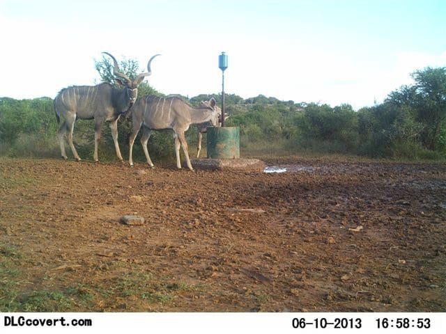 Kudu on a trail cam