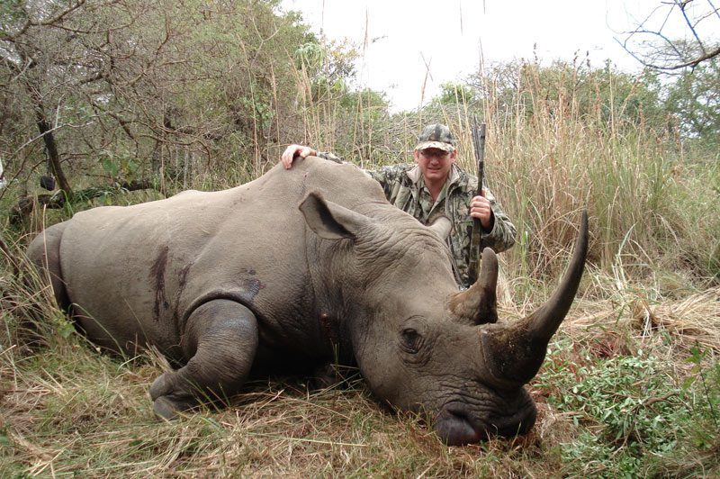 A legally hunted white rhino in South Africa.