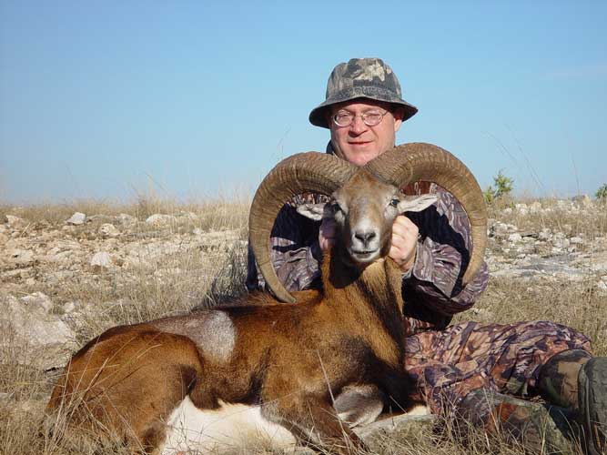 Armenian mouflon