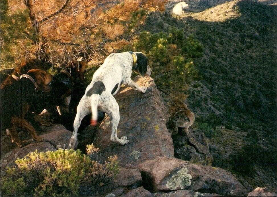 Dry Ground Mountain Lion Hunting in Arizona