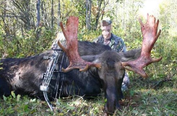 Archery moose hunt in Alberta