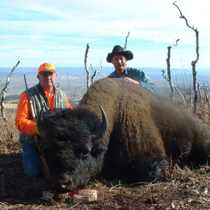 Hunting free range bison in Utah