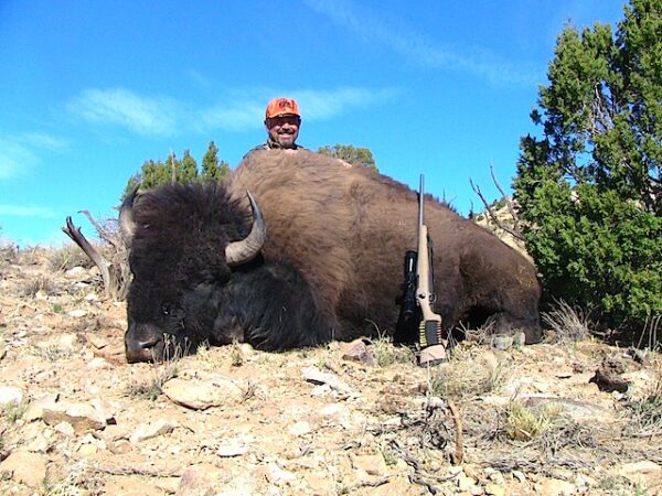 Utah bison hunting in the Henry Mountains