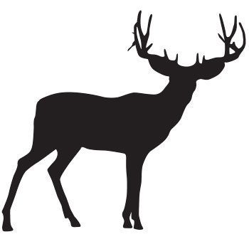 Mule Deer Icon