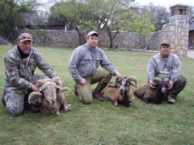 Feral sheep hunting in Texas