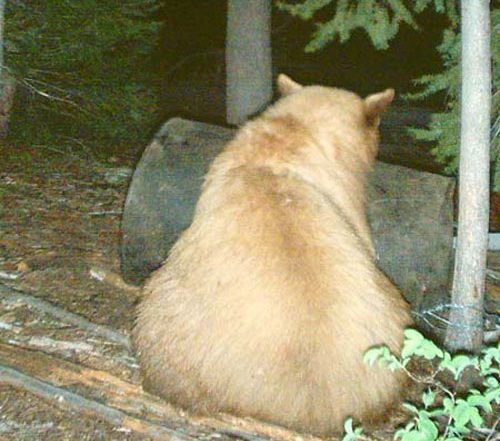 A blonde bear on a bait