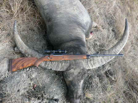 Australia water-buffalo-hunting » Outdoors International Australia water buffalo hunt