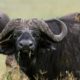 Cape Buffalo Facts and Hunting Tips
