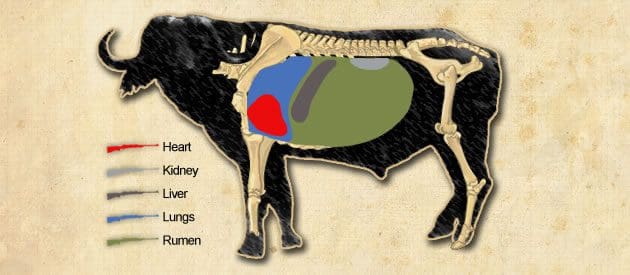 Good shot placement is key on a cape buffalo hunt.