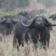 SCI Scoring Cape Buffalo