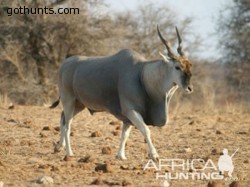 Field Judging Eland Field Judging Eland