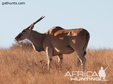 eland cow Eland cow
