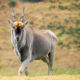 Field Judging Eland