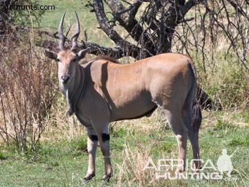 small eland bull small eland bull