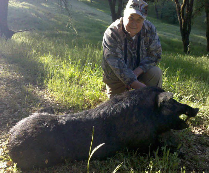 Giant California pig