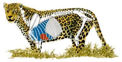 Leopard Shot Placement