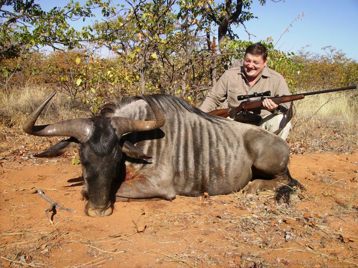 Beautiful stripes on this Blue wildebeest