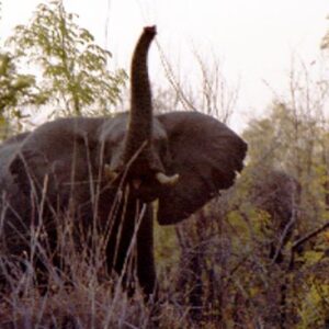 Elephant hunting