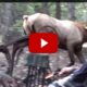 VIDEO: Magical Morning in the Elk Woods