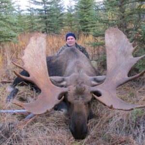 Giant Alberta moose