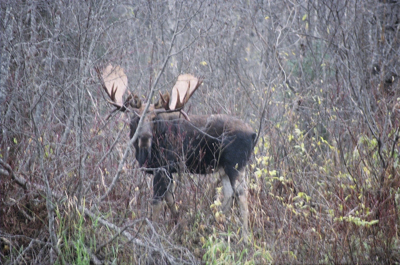 A nice British Columbia bull moose